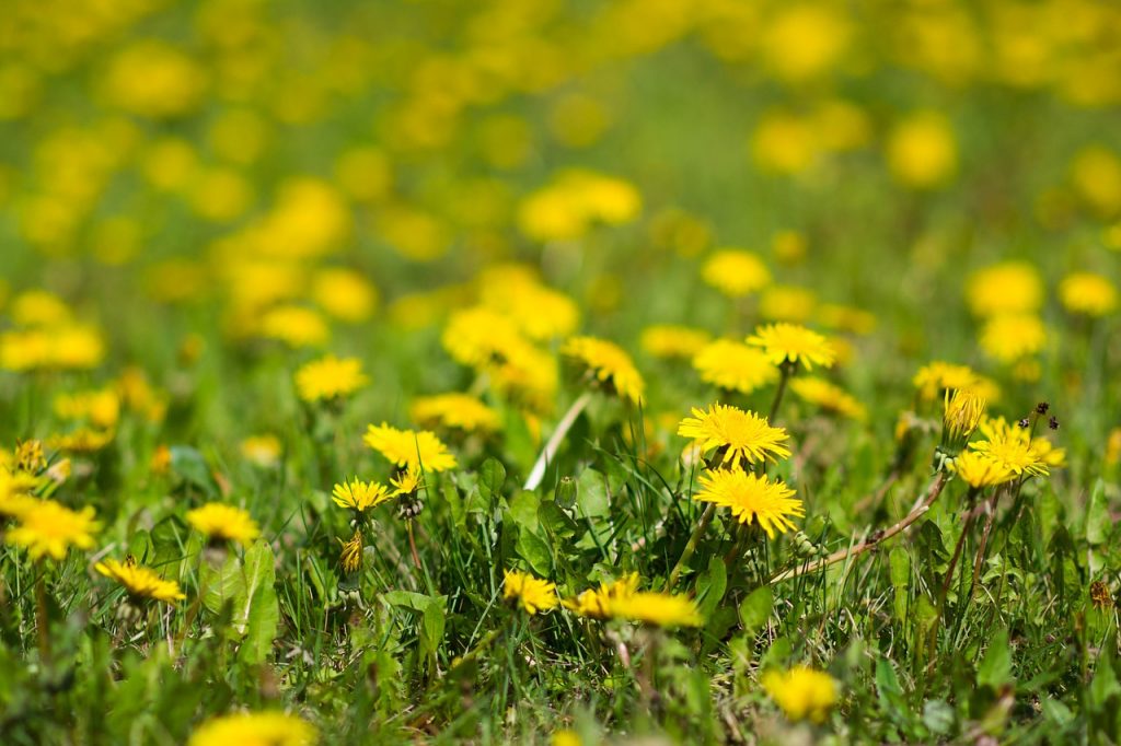 Fertilization & Weed Control