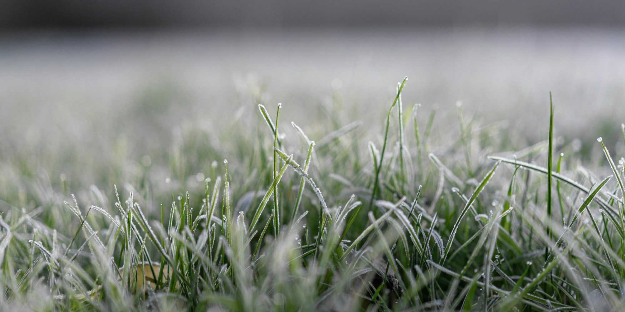 Snowy Grass