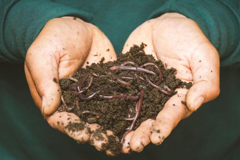Soil with Worms on Hands