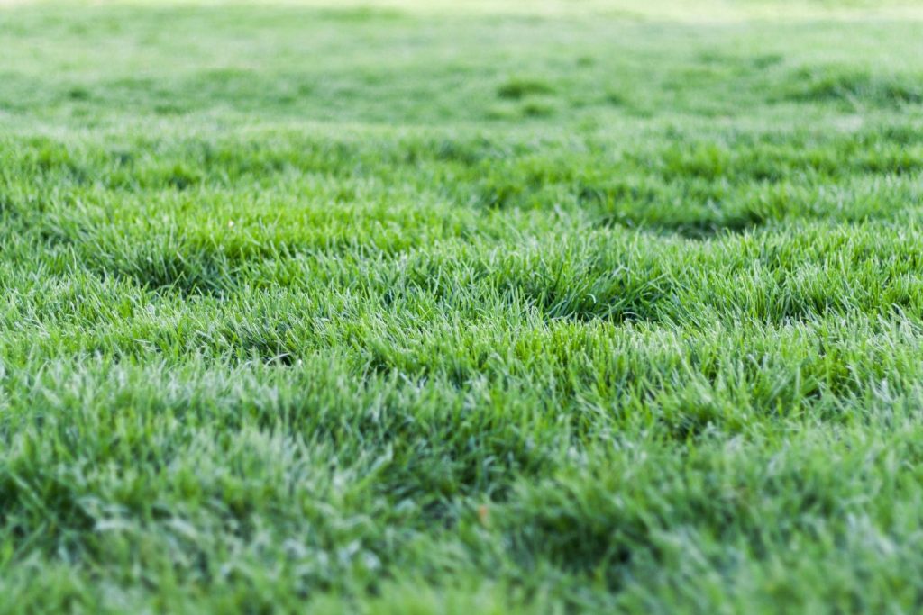 Grass