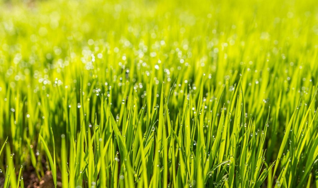 Patch Of Grass