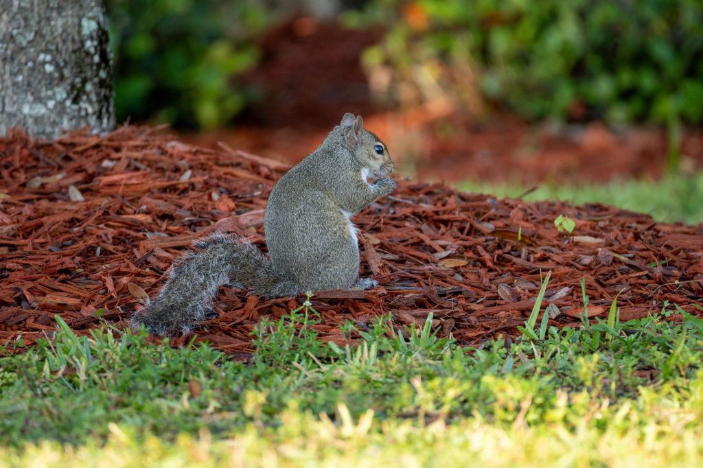 Squirrel on Mulch
