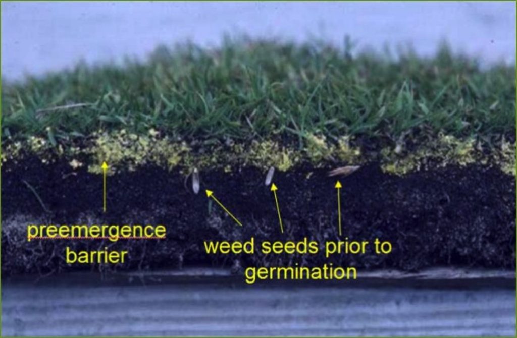 Pre-Emergent Herbicide